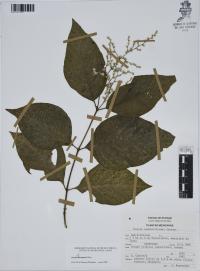 Iresine hartmanii image